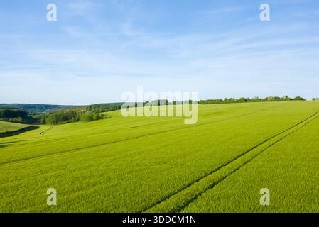Vaste champ d'orge avec une croissance verte fraîche s'étend sur de douces collines près de Cuncy les Varzy, illuminé par la lumière douce du soleil sous un ciel bleu clair. Banque D'Images