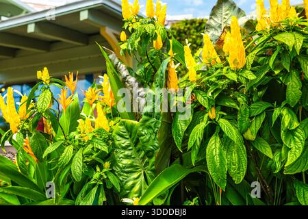 Pachystachys lutea plante de crevette dorée fleur de sucette sur le jardin de trottoir de la rue à Naples Floride, flore tropicale dans le centre-ville Banque D'Images