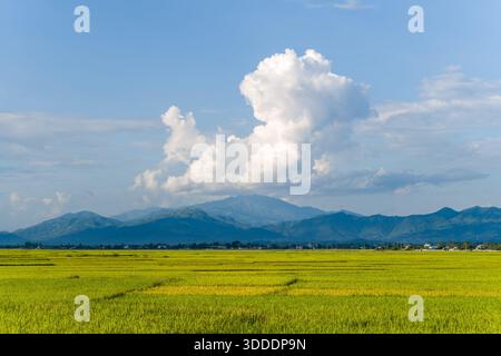 De vastes rizières vertes s'étendent vers une chaîne de montagnes bleues sous un ciel spectaculaire rempli de nuages blancs imposants près de Dien bien Phu. La lumière du soleil améliore le paysage vif et l'atmosphère ouverte. Banque D'Images