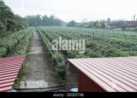 Une photo de paysage grand angle montrant une plantation agricole à grande échelle de plants de piment. Les rangées de cultures sont méticuleusement organisées w Banque D'Images