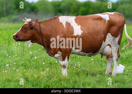 Une vache sereine, brune et blanche pèse paisiblement sur une herbe verte luxuriante dans un pâturage vibrant et pittoresque Banque D'Images
