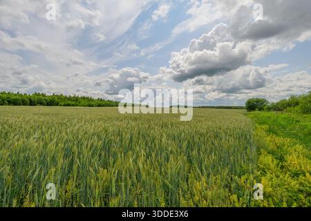 Un champ de blé incroyablement beau s'étend majestueusement sous un ciel spectaculaire rempli de nuages Banque D'Images