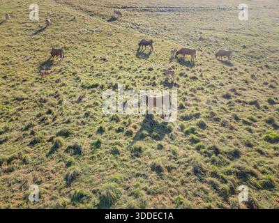 une jolie vache à lait faite de pots de fleurs avec des fleurs rouges dans la tête, assis sur le seuil de la fenêtre d'une maison rurale en pierre, verticale Banque D'Images