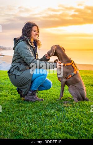 Gros plan d'Une jeune femme accroupissant et donnant Une friandise à son chien de Weimaraner Banque D'Images