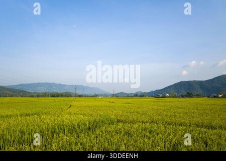 De vastes rizières vertes s'étendent vers de basses montagnes sous un ciel bleu clair à Dien bien, au Vietnam, avec la lumière douce du soleil et des nuages dispersés créant une scène rurale tranquille. Banque D'Images