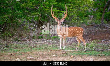 Le cerf tacheté mâle se dresse sur le sol forestier du parc national de Yala, au Sri Lanka. Il regarde directement la caméra avec ses grands bois relevés Banque D'Images
