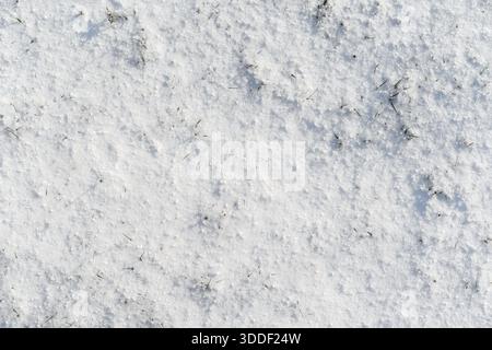 Vue de haut en bas de la surface de neige blanche fraîche recouvrant une pelouse avec de minuscules brins d'herbe qui poussent à travers. Fond naturel et texture minimaliste. Banque D'Images