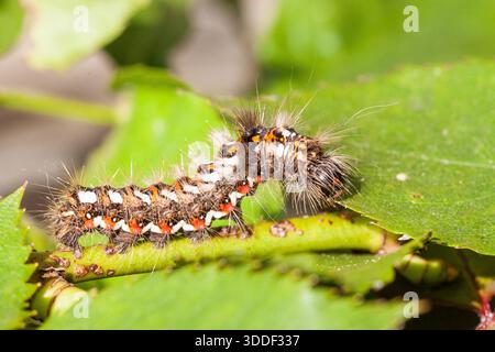 La chenille de la teigne, Acronica Herbe Knott rumicis, se nourrissant d'une rose avec ses feuilles rouge, blanc et noir et de soies hérissées Banque D'Images