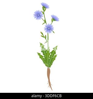 Chicorée avec des feuilles et des racines sur un fond blanc. Illustration de Vecteur