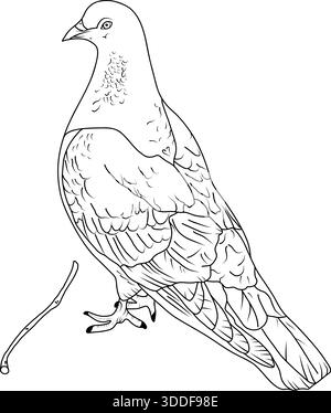 Dessin au trait noir et blanc dessin à la main illustration d'un pigeon, colombe blanche debout de profil, isolé sur un fond blanc Illustration de Vecteur