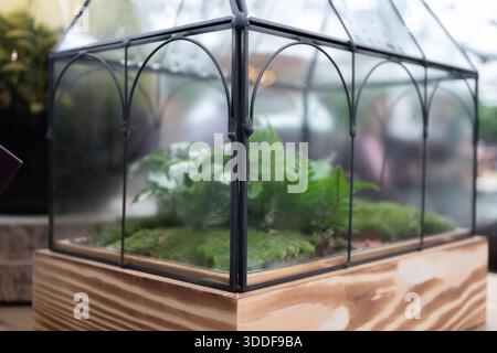 Écosystème fermé dans un terrarium en verre avec une base en bois, nourrissant diverses plantes vertes et de la mousse. Décoration de jardin intérieur Banque D'Images