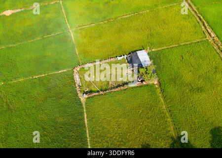La perspective aérienne capture un petit abri rustique entouré de rizières vertes vibrantes dans la campagne laotienne. Les textures ensoleillées soulignent les divisions géométriques des champs et le paysage agricole tranquille. Banque D'Images