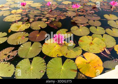 Grappe de nénuphars roses éclatants fleurissant parmi de larges nénuphars ronds flottant sur une eau calme et sombre. La scène présente des textures naturelles et des variations de couleurs subtiles, évoquant un environnement aquatique paisible. Banque D'Images