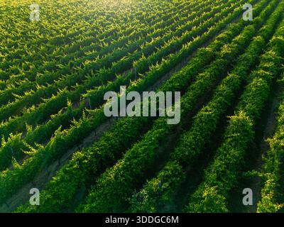 Une perspective aérienne capture de vastes rangées de vignes vertes luxuriantes magnifiquement illuminées par la lumière chaude et basse du soleil de Golden Hour. Banque D'Images