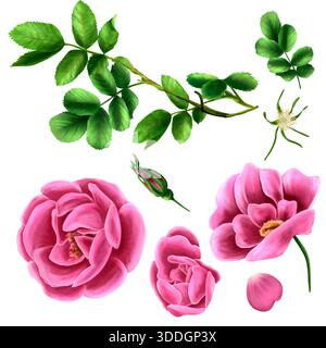 Un ensemble d'illustrations aquarelles de hanches de roses, fleurs, feuilles, branche, bourgeon. Arrière-plan isolé dessiné à la main. Convient pour l'impression sur papier. Banque D'Images