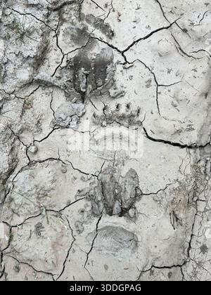 Des traces d'ours et d'orignaux dans la boue sur un chemin dans l'intérieur de l'Alaska un jour d'été. Banque D'Images