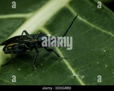 photographie macro d'une guêpe noire reposant sur une feuille verte. Banque D'Images
