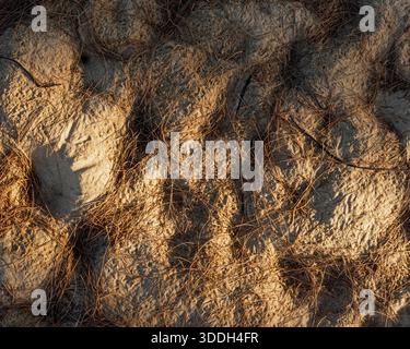 Gros plan texture de sol sableux avec aiguilles de pin sèches et ombres de soleil fortes Banque D'Images