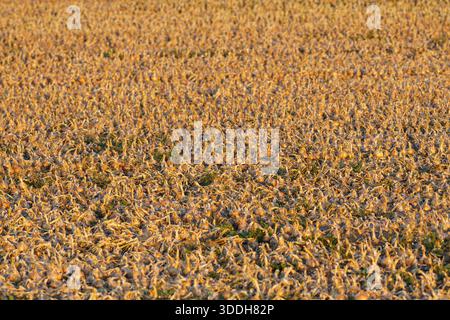 Une perspective grand angle d'un immense champ agricole entièrement recouvert de milliers d'oignons dorés fraîchement récoltés [Allium cepa], cr Banque D'Images