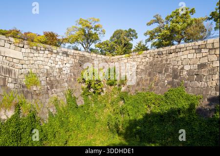 Ancien rempart en pierre au château d'Osaka avec de denses vignes vertes escaladant les murs, illuminé par la lumière du soleil. Le feuillage luxuriant et le ciel dégagé créent une atmosphère vibrante et tranquille autour de la fortification historique. Banque D'Images