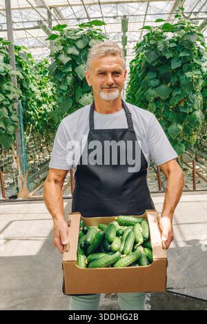 Agriculteur avec des concombres, cultivateur présente des légumes mûrs dans une serre ensoleillée, travailleur agricole expose en toute confiance une culture hydroponique durable Banque D'Images