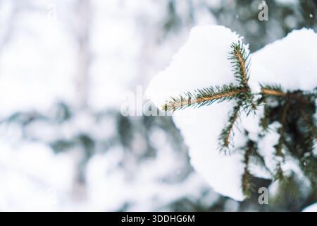 Neige sur l'extrémité de branche d'épinette avec un fond d'hiver minimal Banque D'Images