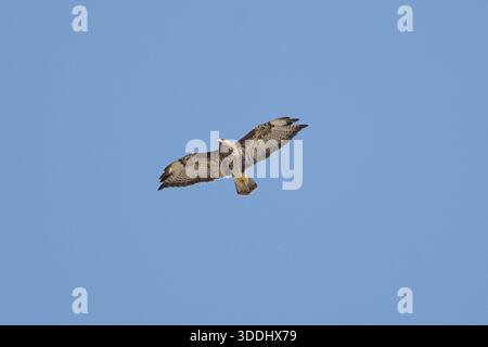 Buzzard commun planant contre le fond du ciel Banque D'Images