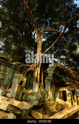 Des racines massives d'arbres coulent sur des blocs de pierre altérés et des murs de temple recouverts de mousse à Ta Prohm dans la région d'Angkor au Cambodge. La lumière chaude du soleil met en valeur les sculptures complexes et la maçonnerie effondrée au milieu d'une forêt tropicale dense. Banque D'Images