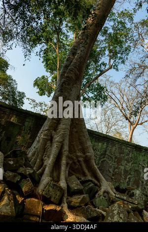 Des racines massives d'arbres coulent sur des blocs de pierre moussue et des murs de temple altérés à Ta Prohm dans la région d'Angkor au Cambodge. La lumière du soleil étouffée met en évidence l'écorce texturée, les ruines éparses et la verdure luxuriante canopée au-dessus. Banque D'Images