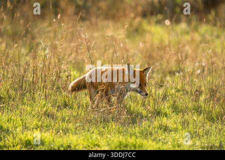 Femelle adulte (vixen) Renard roux (Vulpes vulpes) à la recherche de son prochain repas. Worcestershire Angleterre Royaume-Uni. Novembre 2025 Banque D'Images