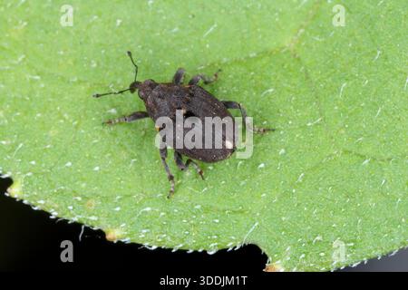 Charançon de racine de pavot, Stenocarus ruficornis sur une feuille verte. Banque D'Images