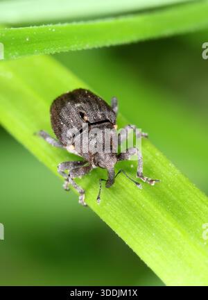 Charançon de racine de pavot, Stenocarus ruficornis sur une feuille verte. Banque D'Images