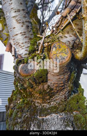 Gros plan d'un tronc d'arbre recouvert de mousse avec des branches coupées, vue détaillée des textures naturelles dans un cadre forestier. Banque D'Images