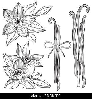 Fleurs et feuilles de vanille florissantes dessinées à la main et compositions de gousses de vanille, croquis botanique détaillé graphique Illustration de Vecteur