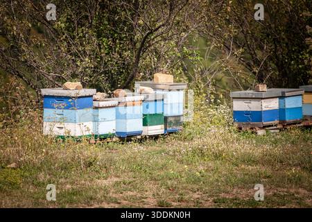 Une rangée de ruches en bois colorées placées dans un champ rural herbeux. Les boîtes peintes sont empilées près des buissons, utilisés pour la production de miel dans le pays Banque D'Images