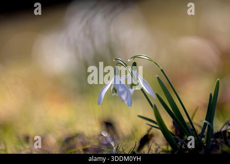 Fleurs de fleurs de snodrop (Galanthus) avec fond flou Banque D'Images