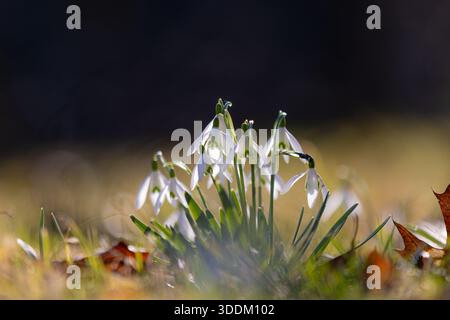 Fleurs de fleurs de snodrop (Galanthus) avec avant-plan et arrière-plan flous Banque D'Images