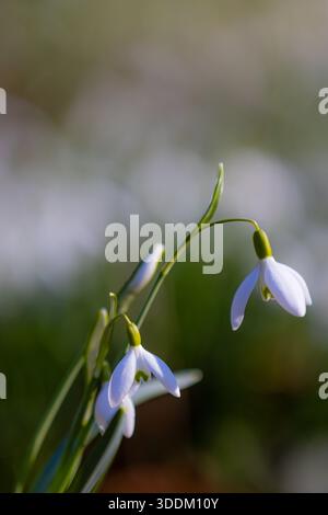 Fleurs de fleurs de snodrop (Galanthus) avec fond flou Banque D'Images