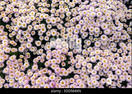 Une vue plein écran de haut en bas d'un tapis dense de petits chrysanthèmes rose clair et blanc avec des centres jaunes fleurissant dans un jardin d'automne luxuriant Banque D'Images