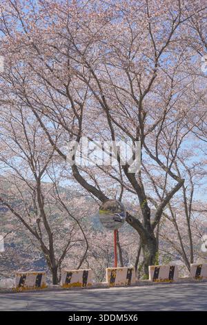 Large Cherry Blossom Tree and Convex Traffic Mirror on Roadside Banque D'Images