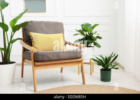 Différentes belles plantes d'intérieur dans des pots et fauteuil à l'intérieur Banque D'Images
