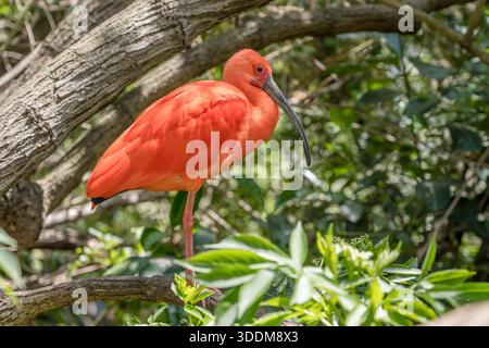 Oiseau Ibis écarlate en branche dans le parc ornithologique, photographié dans une lumière printanière éclatante dans la baie de Plettenberg, Cap occidental, Afrique du Sud Banque D'Images