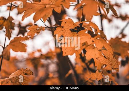 Des branches d'arbres d'automne remplissent le cadre, mettant en valeur des feuilles orange éclatantes au fur et à mesure des changements de saison, avec un arrière-plan doux et flou mettant en valeur la nature Banque D'Images