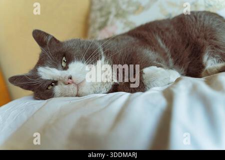 Chat court gris et blanc reposant confortablement sur une couette blanche grondée, regardant directement vers l'avant avec une expression calme et endormie, profitant d'une maman Banque D'Images