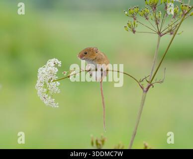 Récoltez la souris Micromys minutus, accrochée à la tige de fleur de persil de vache. Banque D'Images