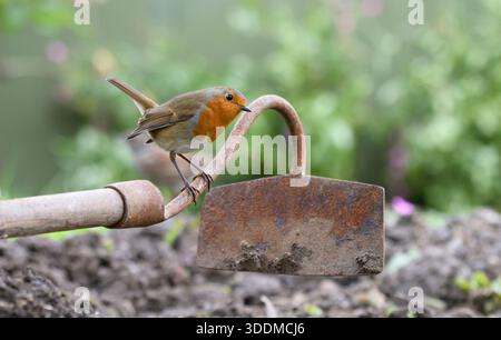 robin Erithacus rubecula européen, perché sur une houe de jardin. Banque D'Images