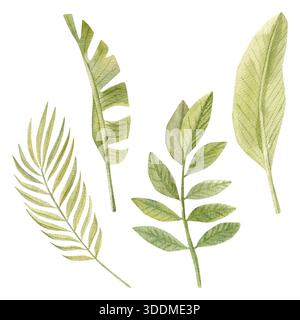 Feuilles de banane et autres feuilles peintes à l'aquarelle à la main. illustration botanique tropicale, art de verdure exotique Banque D'Images