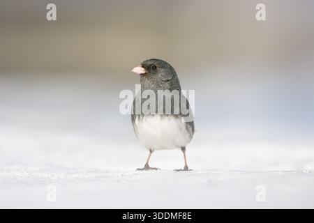 Oiseau junco aux yeux foncés debout sur un sol couvert de neige Banque D'Images