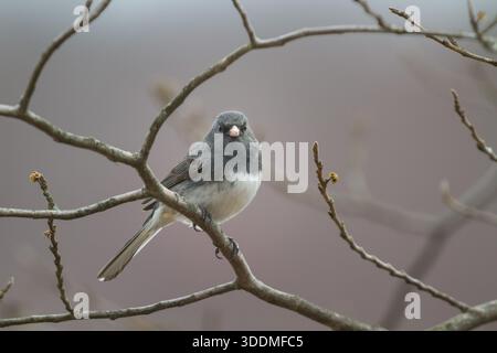 Oiseau junco aux yeux foncés perché sur des branches avec des bourgeons printaniers Banque D'Images