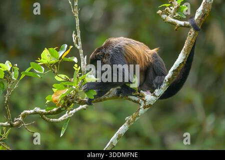 Singe Howler mantelé au Panama Banque D'Images